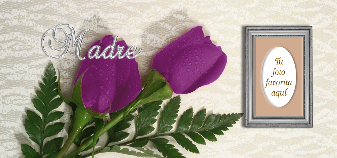 2 Roses Orchid Silver Madre (Spanish)